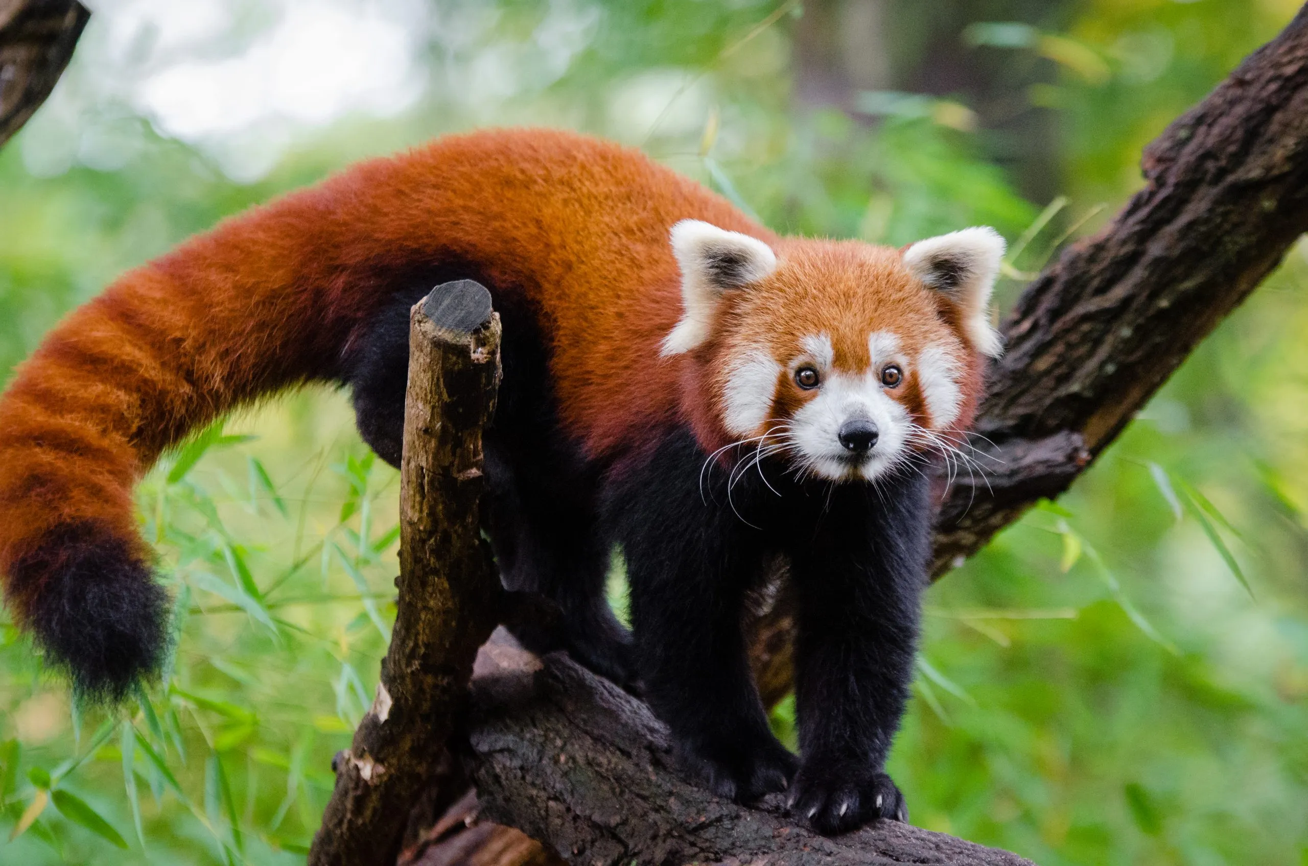 <p>Common Name: Red Panda</p><p>Order: Carnivora </p><p>Family: Ailuridae </p>