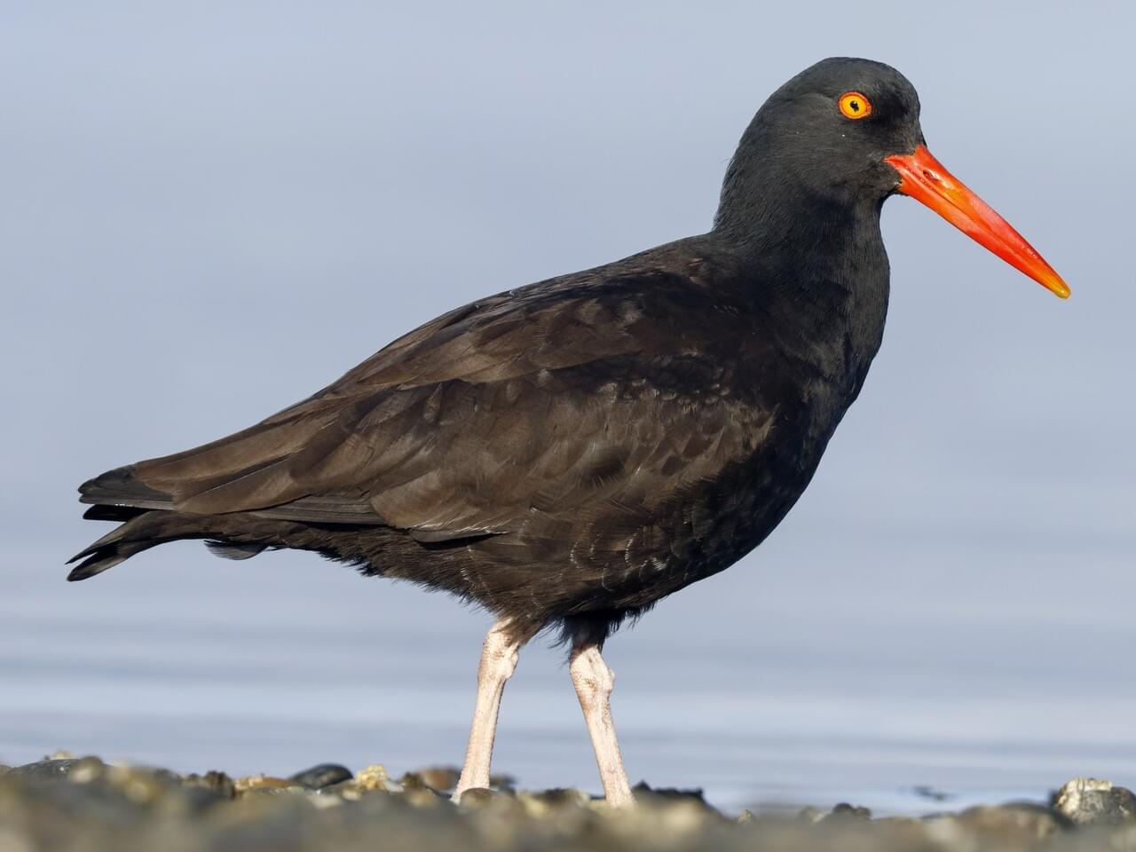 <p>Black oystercatcher</p>
