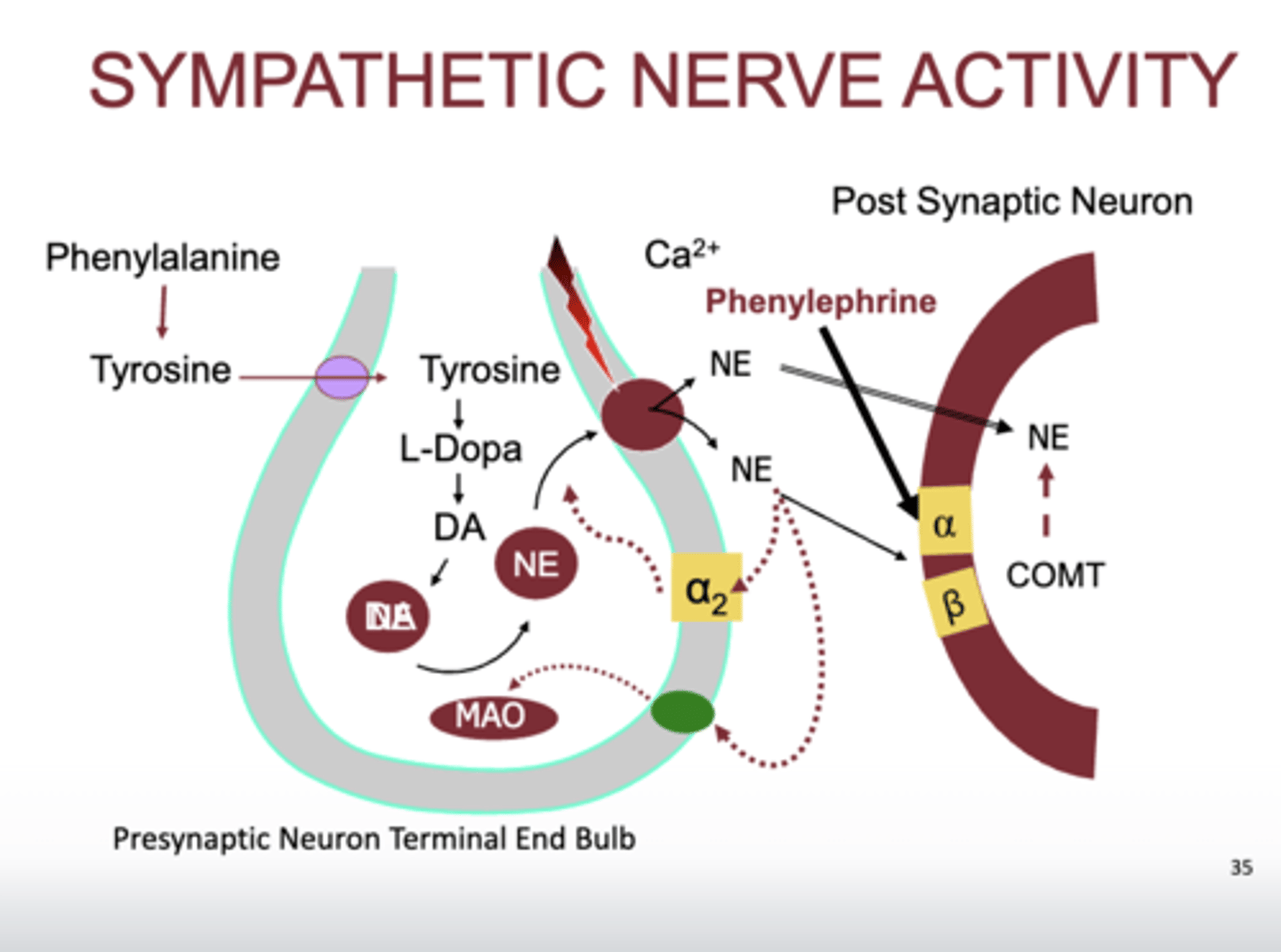 <p>- phenylephrine bind directly to A1, give it sympathetic activity, lid to go up, mydriasis, vasoconstriction</p>