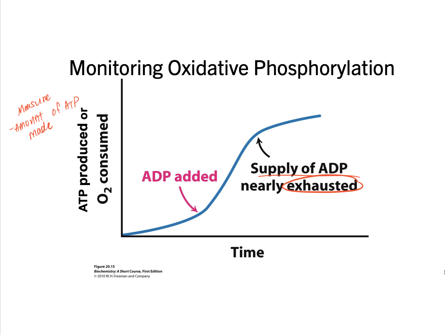 <p><span>Mitochondrial O2 experiment</span></p><ul><li><p>measure amount of O2 consumed</p></li></ul><p><span>Monitoring Oxidative Phosphorylation</span></p><ul><li><p>measure amount of ATP made</p></li></ul><p></p>