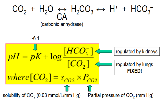 <p>catalyzes reaction of CO2+ H2O into H+ and HCO3- for the CO2/HCO3- buffer system</p>
