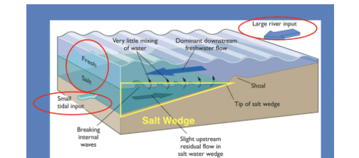 <p>low tidal current and big freshwater inflow create a strong halocline and stratification</p>