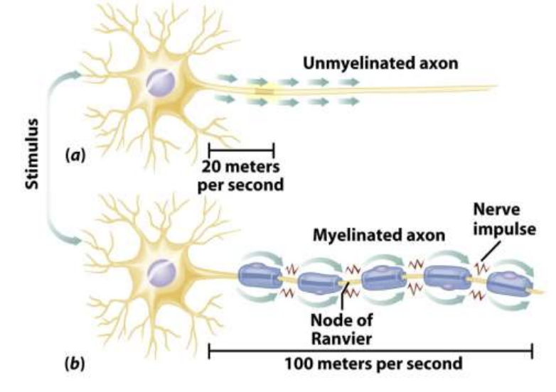 <ul><li><p>The action potential (AP) starts at the trigger zone near the axon hillock</p><ul><li><p>It then propagates (travels) down the axon</p></li><li><p>The electrical current spreads forward and triggers the next part of the neuron</p></li></ul></li><li><p>There are 2 ways this happens:</p><ul><li><p>Continuous conduction → unmyelinated axons</p><ul><li><p>The AP is regenerated along each neighboring section of the axon</p></li><li><p>This is slower</p></li></ul></li><li><p>Saltatory conduction → myelinated axons</p><ul><li><p>Myelin covers most of the axon</p></li><li><p>The AP is regenerated mainly at the nodes of Raniver</p></li><li><p>It appears to jump from node to node</p></li><li><p>This is much faster</p></li></ul></li></ul></li></ul><p></p>