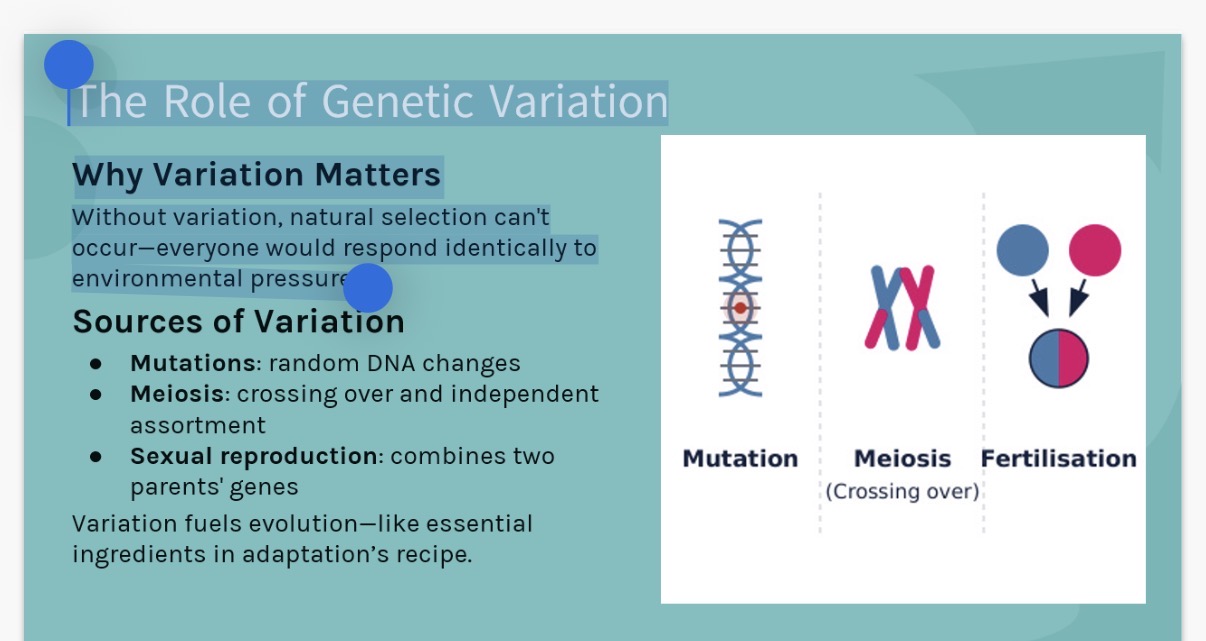 <p><strong>Darwin and Natural Selection</strong></p><p>Charles Darwin's Insight Darwin observed Galápagos finches with beak shapes adapted to their diets</p><p><strong>The Theory of Natural Selection</strong></p><ol><li><p>Explain What Darwin proposed for the theory of Natural selection?</p><p></p><p><strong>Genetic Variation: The Raw Material</strong></p><ol start="2"><li><p>Where does variation arise from?</p></li></ol></li></ol><p><strong>Why It Matters:</strong></p><p>Without variation, everyone responds identically to …3? changes - survival may occur, but no evolution.</p><p><strong>Real-World Impact example</strong></p><p>In moths, a random …4? causing darker colouring can become advantageous in soot-covered environments during industrialisation.</p><p></p><ol start="5"><li><p>Explain how natural selection works?</p></li></ol><p><strong>The Role of Genetic Variation</strong></p><p><strong>Why Variation Matters</strong></p><p>Without variation, natural …6? can't occur-everyone would respond identically to environmental pressures</p><p><strong>Sources of Variation</strong></p><p>• Mutations: random …7? changes</p><p>• Meiosis: crossing over and independent …8?</p><p>• Sexual reproduction: combines two parents' …9?</p><p>Note-Variation fuels evolution-like essential ingredients in adaptation's recipe</p><p>Info: The image on the other side shows an example of how peppered moths evolved</p><ol start="10"><li><p>State 4 reasons why evolution takes time?</p></li></ol><p></p>