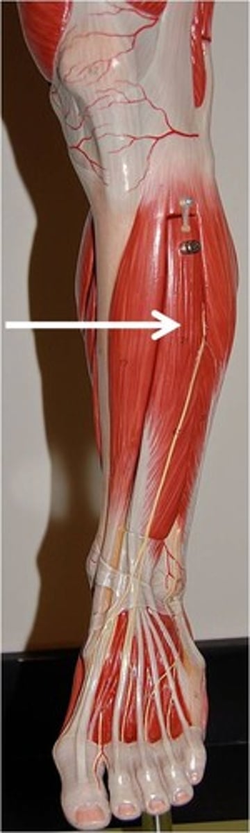 <p>Action - extends the lateral four toes; dorsiflexion of ankle and eversion of foot</p>
