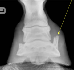 <p>What is this part of the equine hoof? Is this abnormal?</p>