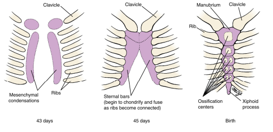 <ol><li><p>In week 6, paired mesenchymal condensations (sternal bars) form within the ventral body wall. </p></li><li><p>Sternal bars fuse together at their cranial ends. </p></li><li><p>Distal ends of the first 7 pairs of ribs connect with the lateral sternal edges.</p></li><li><p>Ribs join to sternum by costal cartilages. </p></li><li><p>Sternal bars fuse across the midline in a cranial‐to‐caudal direction. </p></li><li><p>Sternal ossification centers appear (60 days)</p></li><li><p>Xiphoid process does not ossify until birth</p></li></ol><p></p>