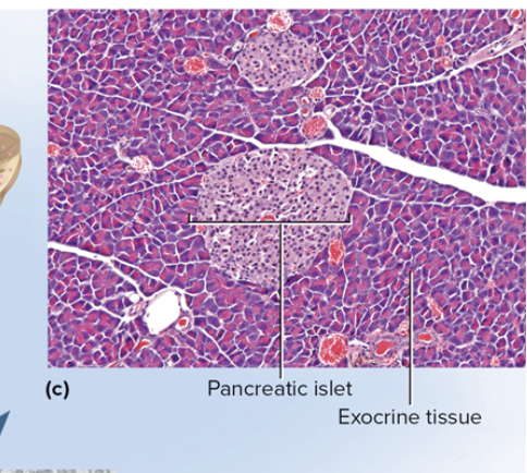 <p>pancreatic islets</p>