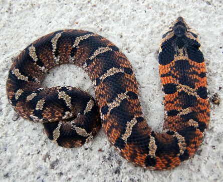 <p>Colubridae. Found statewide</p>