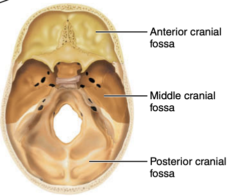 <p><strong>Axial Skeleton – Skull</strong></p><p>What do cranial bones form?</p>