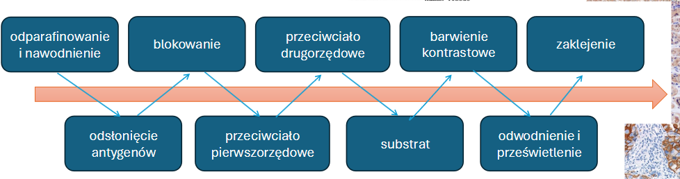 <p>Schemat barwienia IHC</p>