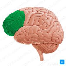 <p><span>Allows us to visualize images.</span></p>