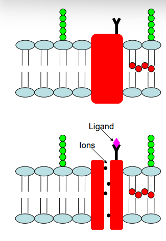 <ul><li><p>some first messengers bind to receptors that open or close gated receptor channels that regulate movement of particular ions across the membrane</p></li><li><p>receptor are specific for a single ion</p></li><li><p>activation of the receptor by a first messenger causes conformational change and either opening or closing of the ion channel</p></li><li><p>ions move from where they are more concentrated to where they are less concentrated</p></li><li><p>cations will move towards negative areas and anions will move towards positively charged area</p></li></ul><p>e.g. acetylcholine (ligand) released by neurons binds to the acetylcholine receptor on target cells resulting in entry of Na+ down concentration gradient into cell</p><p>-what happens when ions flow in and out of cell</p><ol><li><p>changes in plasma membrane potential (Na+,K+)</p></li><li><p>ions may act as second messengers (e.g. CA2+)</p></li></ol><p></p>