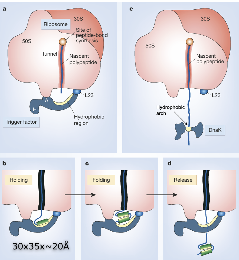 <ol><li><p><span><strong>Dominio Head (H):</strong> Posee <strong>actividad enzimática peptidil-prolil isomerasa</strong>; cataliza la isomerización <em>cis/trans</em> en los enlaces peptídicos donde participa una prolina para acelerar el plegamiento cotraduccional</span></p></li><li><p><span><strong>Dominios A y T:</strong> Se disponen delimitando un <strong>hueco/cavidad con dimensiones precisas</strong> que aloja los intermediarios de plegamiento para que comiencen a organizarse en estructuras secundarias tempranas</span></p></li></ol><ul><li><p><span>Dicha cavidad presenta <strong>residuos hidrofóbicos orientados hacia el interior</strong> para interaccionar transitoriamente con las regiones hidrofóbicas expuestas de la cadena naciente, impidiendo agregaciones prematuras</span></p></li></ul><p></p>