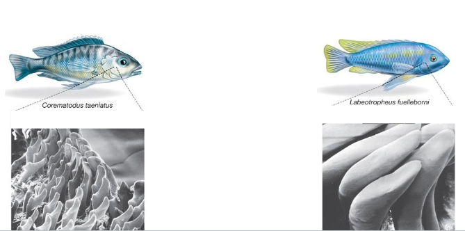 <p>e.g.</p><p><span style="background-color: transparent;">Corematodus taeniatus: rougher surface, smaller fishes<br></span></p><p><span style="background-color: transparent;">Labeotropheus fuelleborni: smoother surface, algae</span><br></p><p><span style="background-color: transparent;">How does it solve the challenge of eating this food:&nbsp;</span></p><p><span style="background-color: transparent;">By adapting to digest different foods in their environment</span></p>