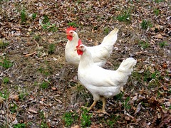 <p>A farm bird that walks around and says cluck is a _____.</p>