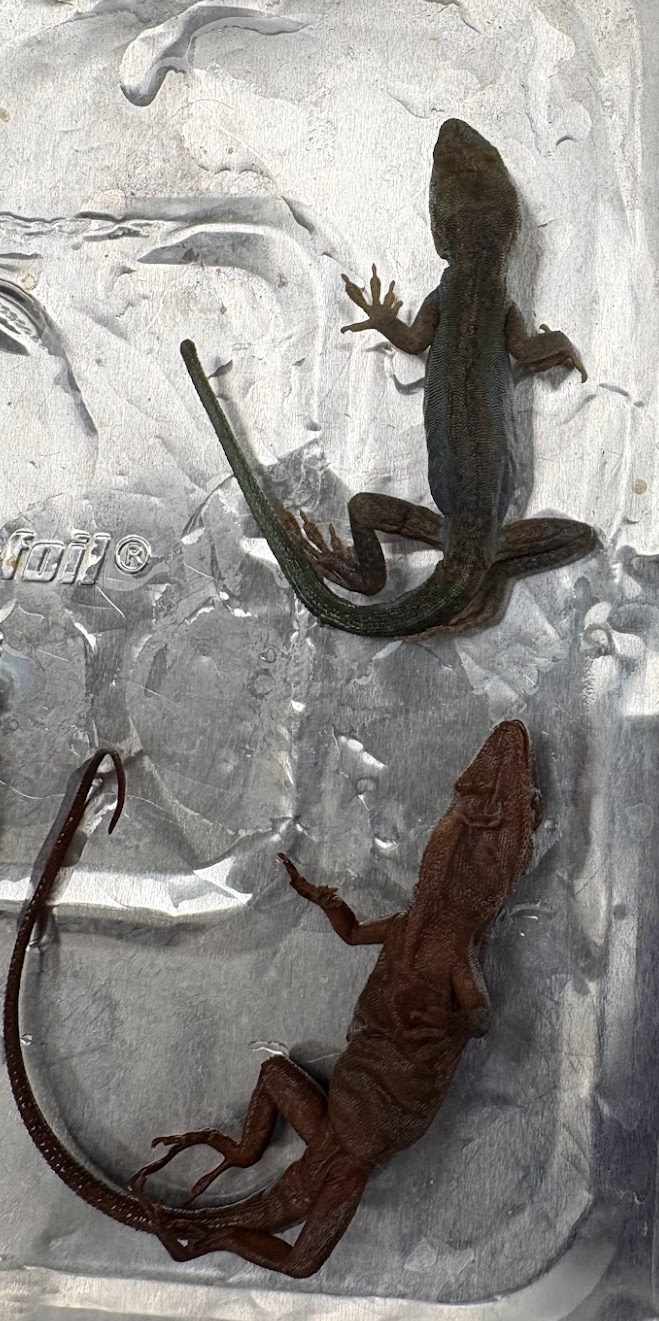 <p><span style="background-color: transparent;">Anolis carolinensis</span></p>