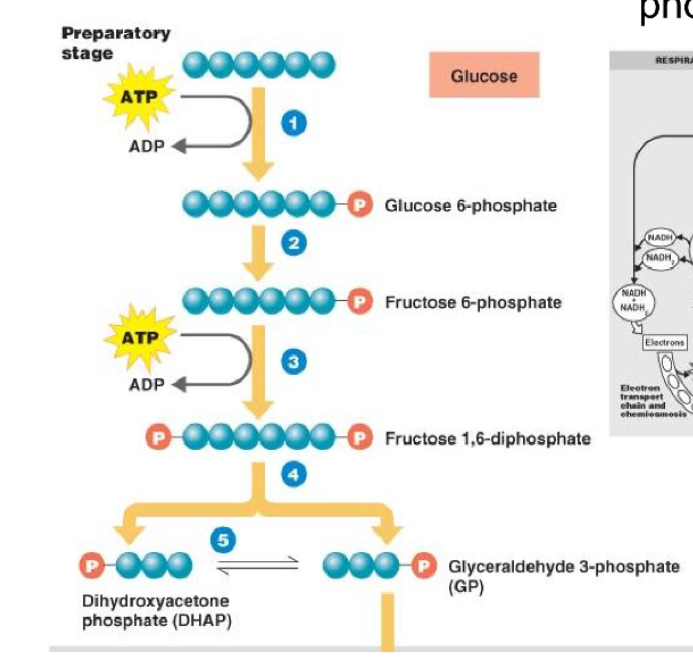 <p>prepatory stage</p>