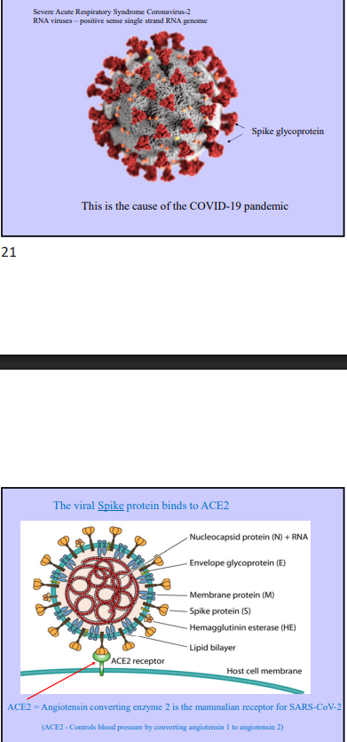 <p>SARS-CoV-2</p>