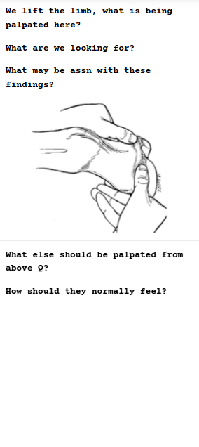 <p>Palpation of the Distal Limb (FL or HL)</p>