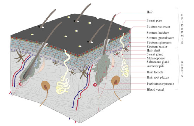 <p>Integument in Amniote Tetrapods Mammalian Amniotes</p>
