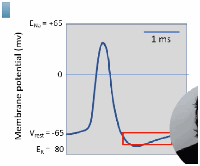 <p>The region spanning from the peak through the deepest point of the repolarisation/undershoot, during which Na+ channels are inactivated and no new action potential can be triggered, regardless of stimulus strength.</p>