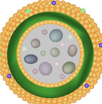 <p>Lysosome</p>