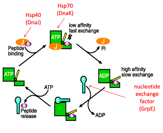 <p>reactivates DnaK by exchanging ADP for ATP, causing substrate release</p>