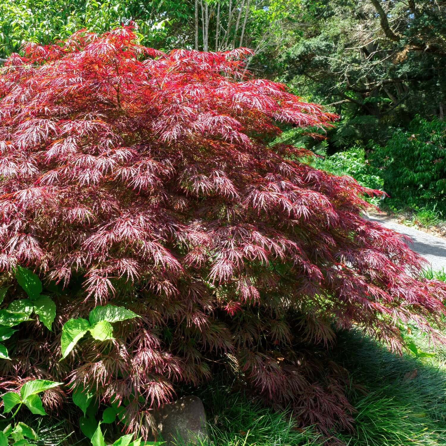 <p>Acer palmatum </p>