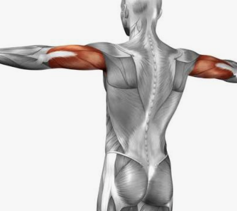 <p>Which muscle is this?</p>