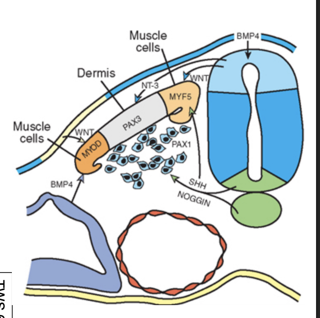 <p>from the notochord and the floor plate of the neural tube </p>