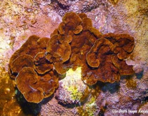<p>Brown algae (Ochrophyta) Encrusting Fan-leaf Alga</p>