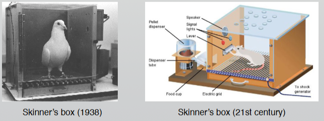 <p>positive or negative reinforcement following behaviour, creating a voluntary change in behaviour, e.g. skinner’s box</p>