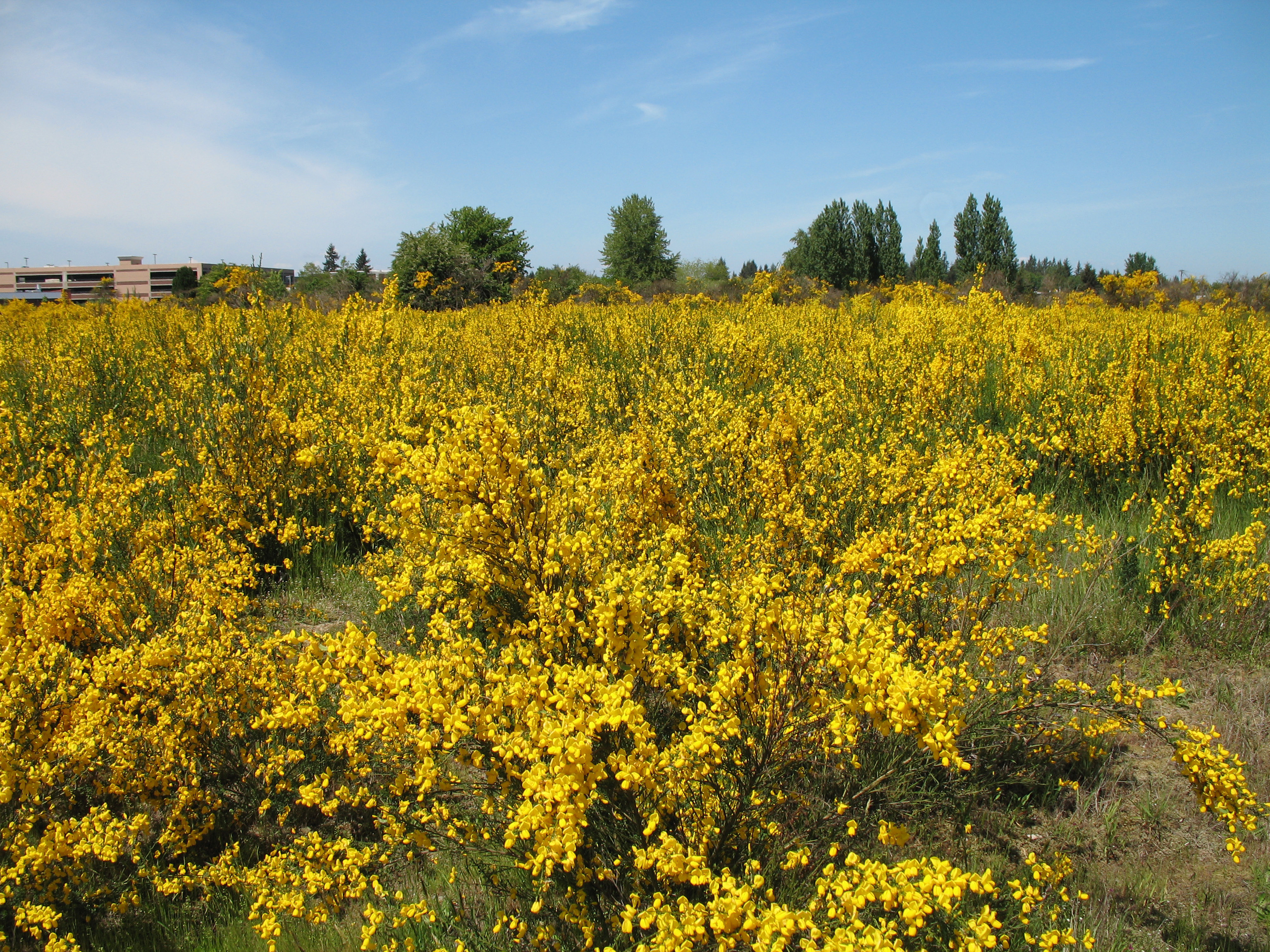 <p>invasive, prominently angled stems with clusters of bright yellow flowers</p>