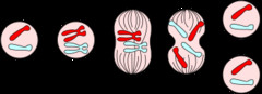 <p>If a parent cell has 88 chromosomes, following MITOSIS, the daughter cells will have ___ chromosomes</p>