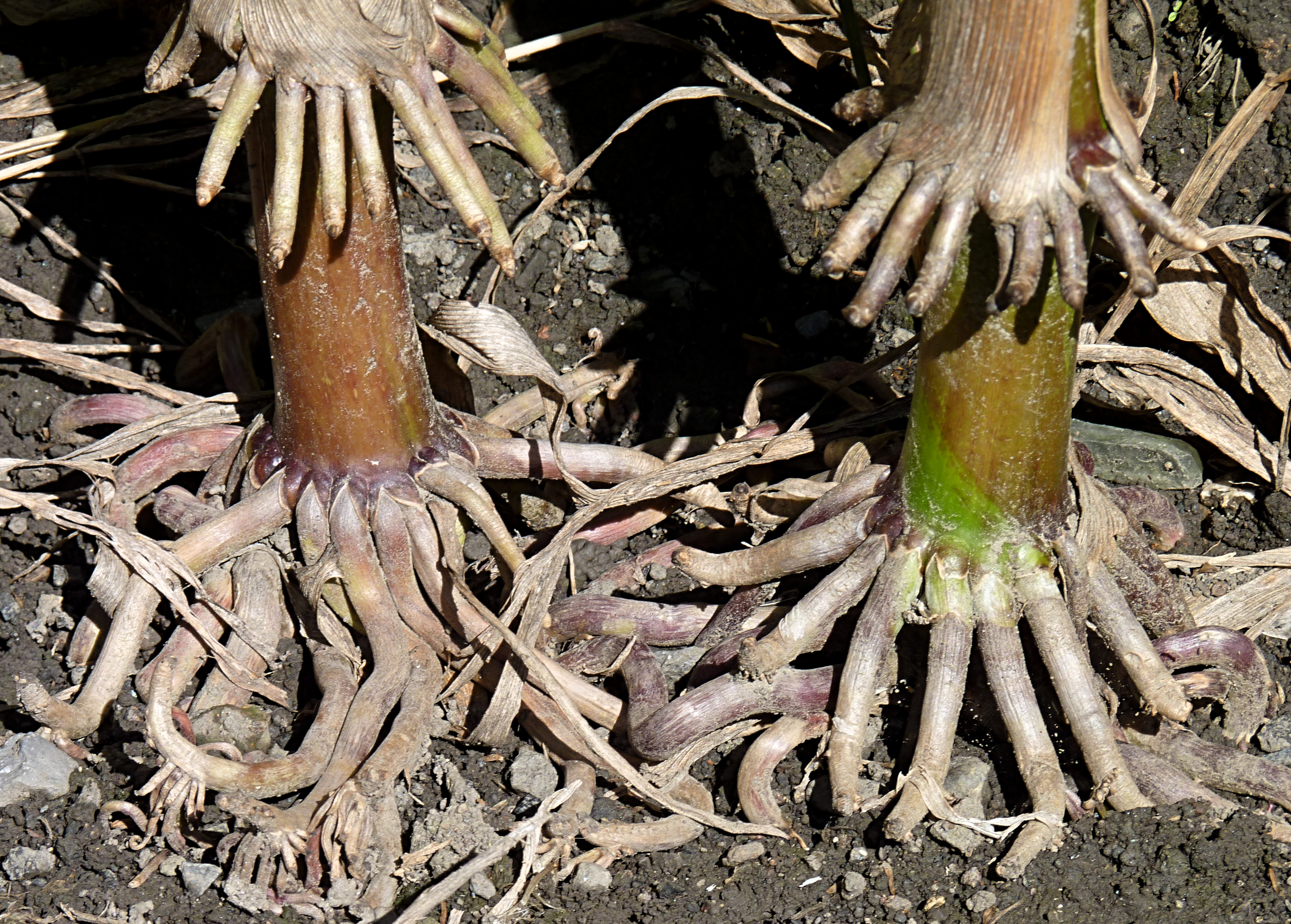 <p>adventitious roots extending from stem into ground to stabilize stem </p>