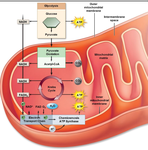 <p>Glycolysis takes place in the cytoplasm</p><p>Citric acid cycle takes place in the mitochondrial matrix</p><p>Oxidative phosphorylation takes place along inner mitochondrial membrane</p>