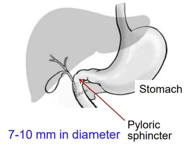 <ul><li><p><span style="background-color: transparent;">Highly variable (1 to 7 hours)</span></p></li><li><p><span style="background-color: transparent;">Liquid (fast) > Small solid > Large solid (slow)</span></p></li><li><p><span style="background-color: transparent;">Fasted (fast) > Fed (slow), which is fat- and mass-related</span></p></li><li><p><span style="background-color: transparent;">Other factors that <em>promote</em> gastric emptying: Anxiety, body position (lying on the right side), liquid intake, antiemetic drugs, and NaHCO3</span></p></li><li><p><span style="background-color: transparent;">Other factors that <em>delay</em> gastric emptying: Mental depression, body position (lying on the left side), ulcers, pyloric stenosis, and anticholinergics</span></p></li></ul><p></p>
