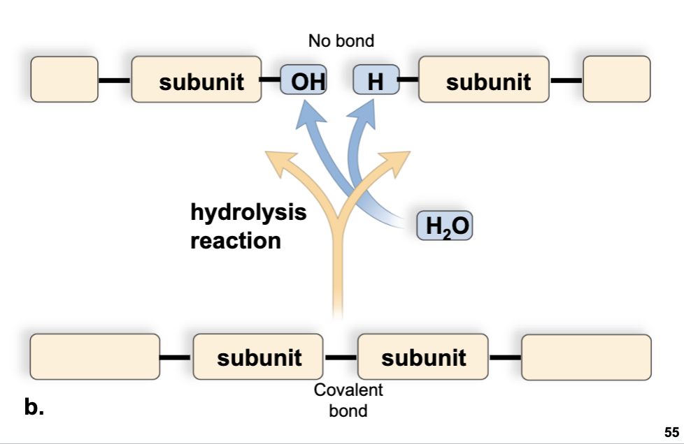 <ul><li><p>making and breaking down organic molecules</p></li><li><p>the addition of water that breaks larger molecules into their subunits</p></li></ul><p></p>