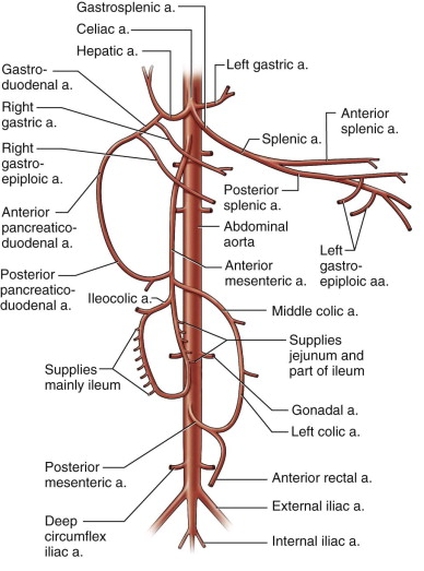 <p>loops to the left up towards the esophagus then passes L to R along the lesser curvature of the stomach </p><p>first branch of the celiac trunk</p><ul><li><p>structure</p></li></ul><p></p>
