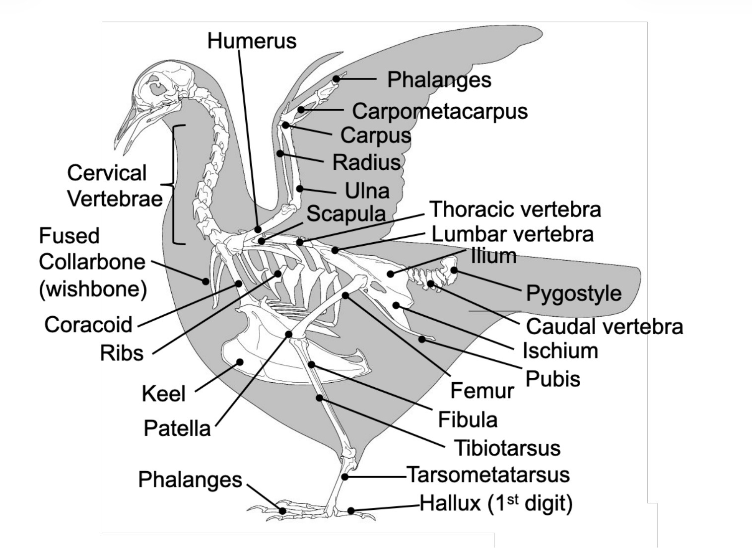 <p>Keel, carpometacarpus, tibiotarsus, tarsometatarsal</p>