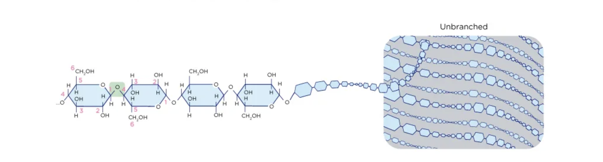 <p>What polysaccharide structure is this?</p>