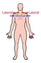 <p>towards midline, away form midline (thumb is most lateral) → heart is medial to the lungs</p>