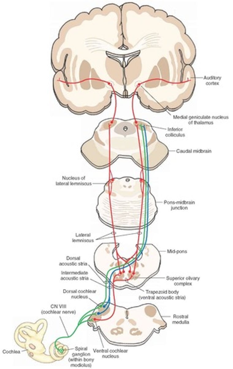 <p>Sound → eardrum → ossicles → cochlea → nerve</p>