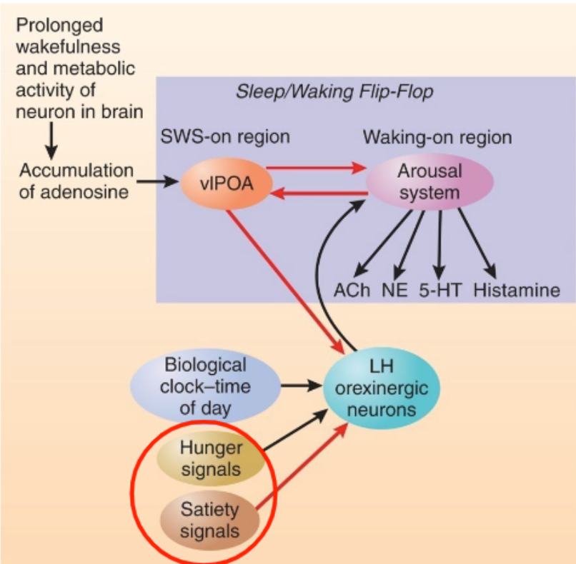 <p>hunger and the day-night cycle</p><p>satiety</p>