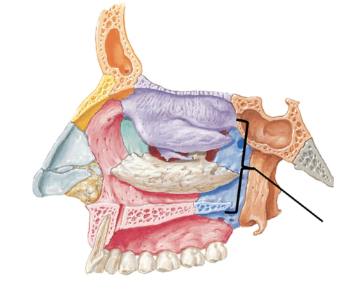 <p>Identify the structure</p>