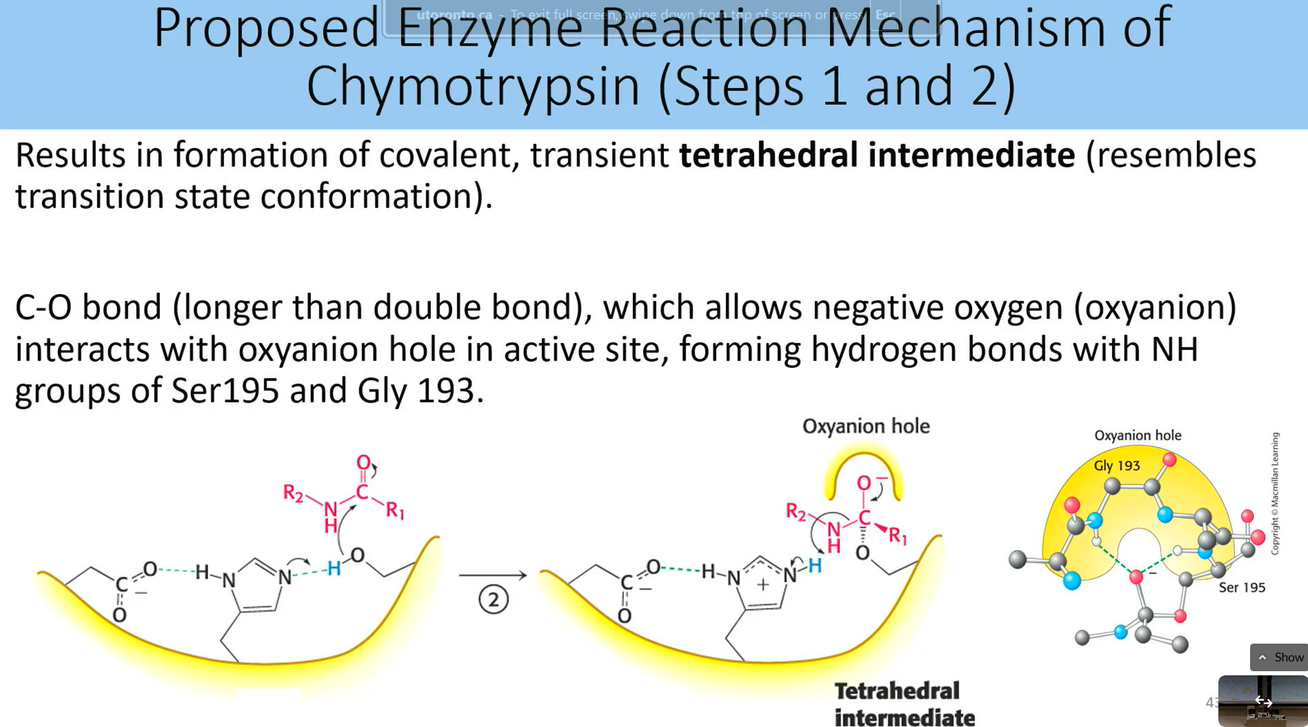<p>formation of covalent transient tetrahedral intermedia that resembles transition state conformation</p><ul><li><p>C-O bond (is longer than c=o) allows negative oxygen to interact with oxyanion hole in active site</p><ul><li><p>forms hydrogen bonds with nh groups of ser 195 and gyl 193</p></li></ul></li></ul><p></p>