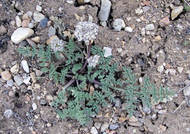 <p>Apiaceae</p>