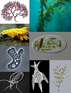 <p>Eukaryotes that are not plants, animals, or fungi and are the simplest eukaryotes common in aquatic environments </p>