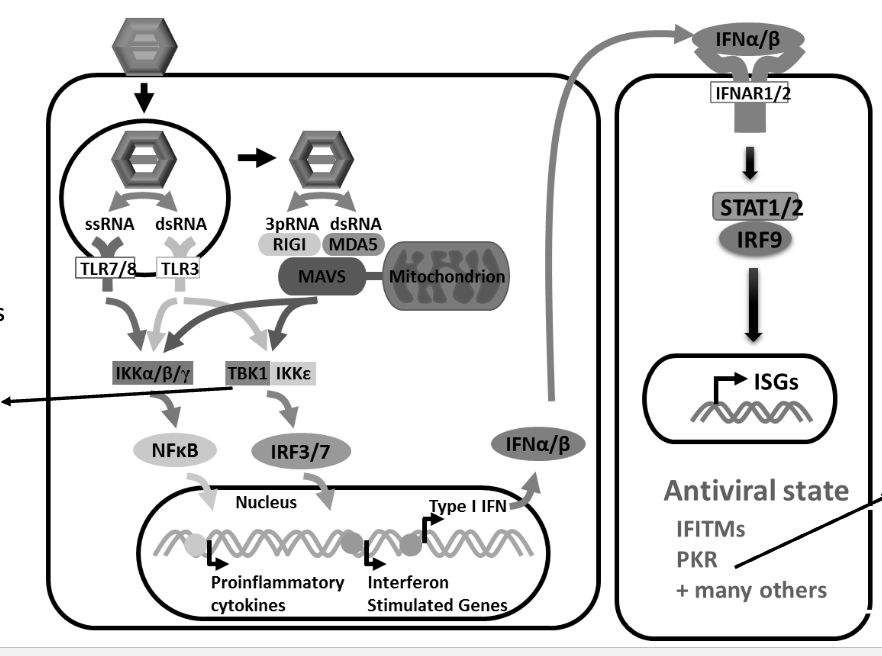 <p>TBK1 is a kinase activated by cytoplasmic receptors that detect viral PAMPs. TBK1 phosphorylates the transcription factor IRF3 that stimulates expression of interferons (IFNs)</p><ul><li><p>when IRF3 phosphorylated, moves into nucleus to increase IFN expression</p></li></ul><p>When PKR binds dsRNA from viruses, it auto- phosphorylates to</p><p>become active. Then it stops virus replication by phosphorylating eIF2a and stopping translation imitation</p><p></p>